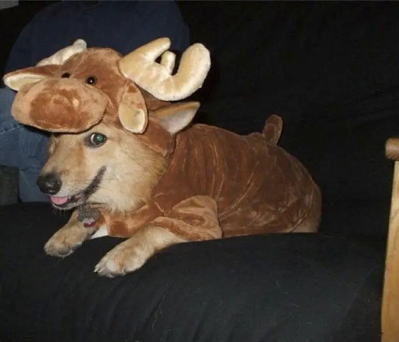 Corgi in moose costume while lying on the couch