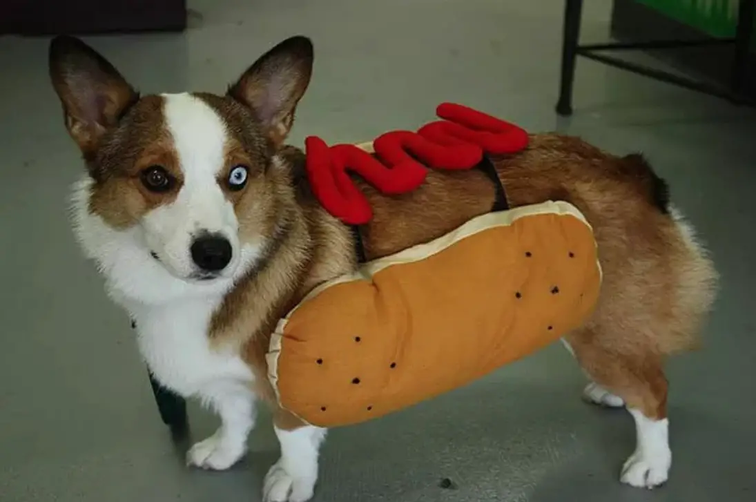 Corgi in hotdog costume while standing on the floor