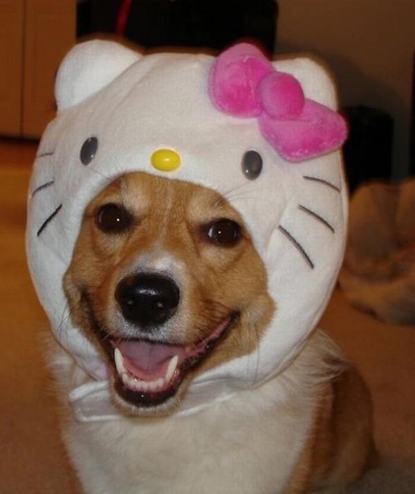Corgi in Hello Kitty costume while smiling