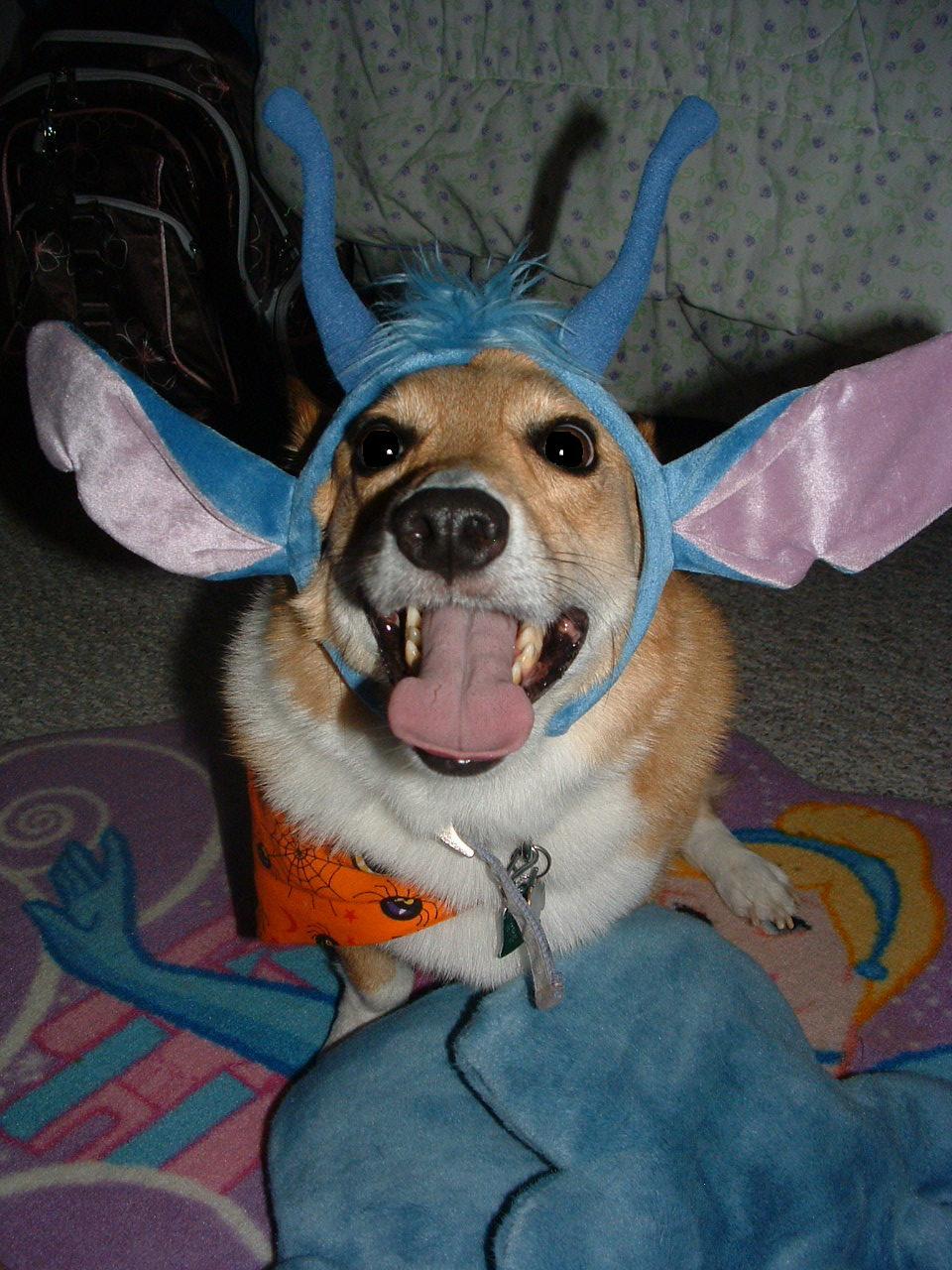 Corgi wearing a stitch head piece while sitting in tis bed at night