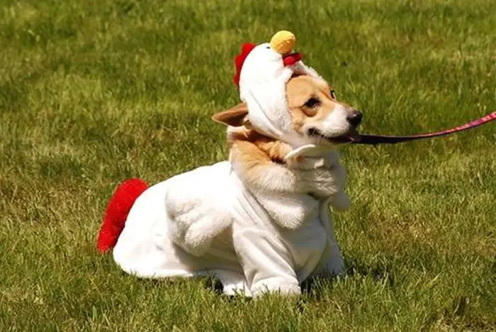 Corgi in chicken costume while sitting on the grass