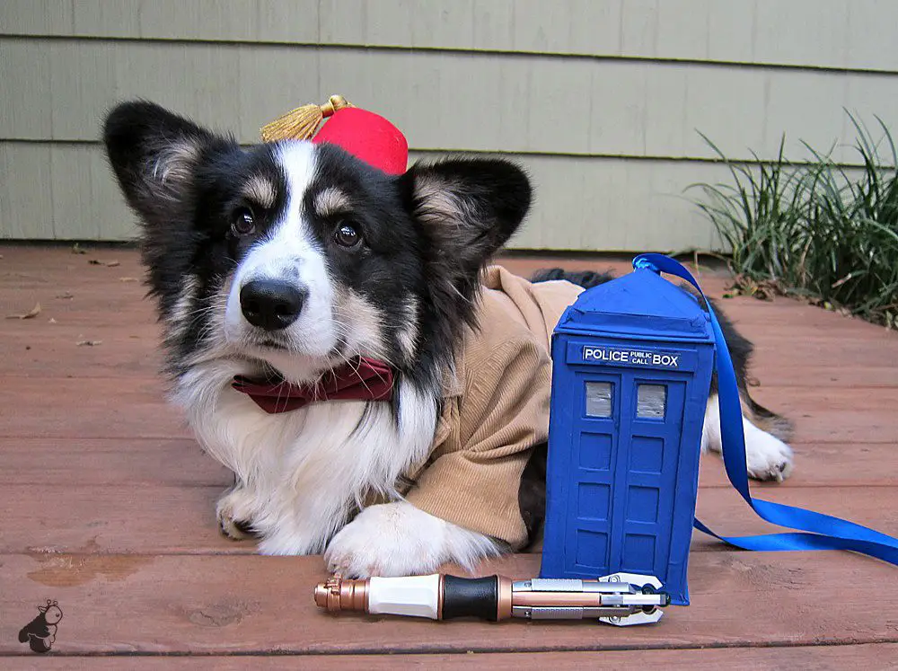 Corgi in his Dr. Who costume while lying on the floor