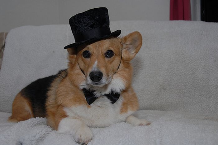 Corgi lying on the couch while wearing a black hat and bow tie