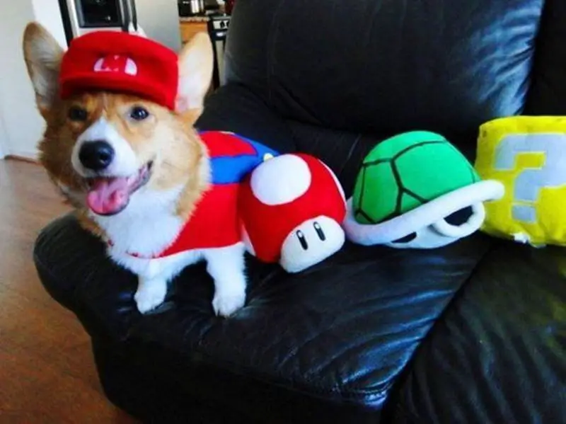 Corgi in its supermario costume while sitting on the couch with turtle, mushroom, and yellow mystery box stuffed toys