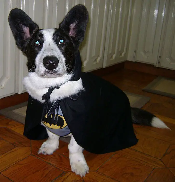 Corgi in its batman costume while sitting on the floor
