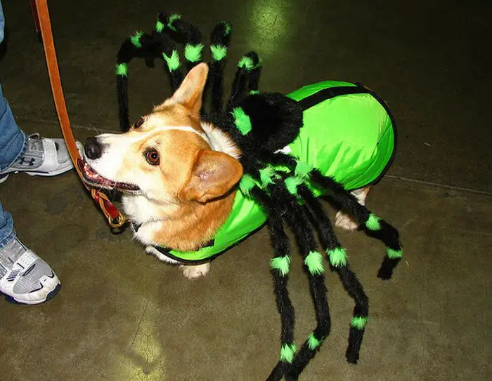 Corgi in spider costume while standing on the floor and looking up with its smiling face