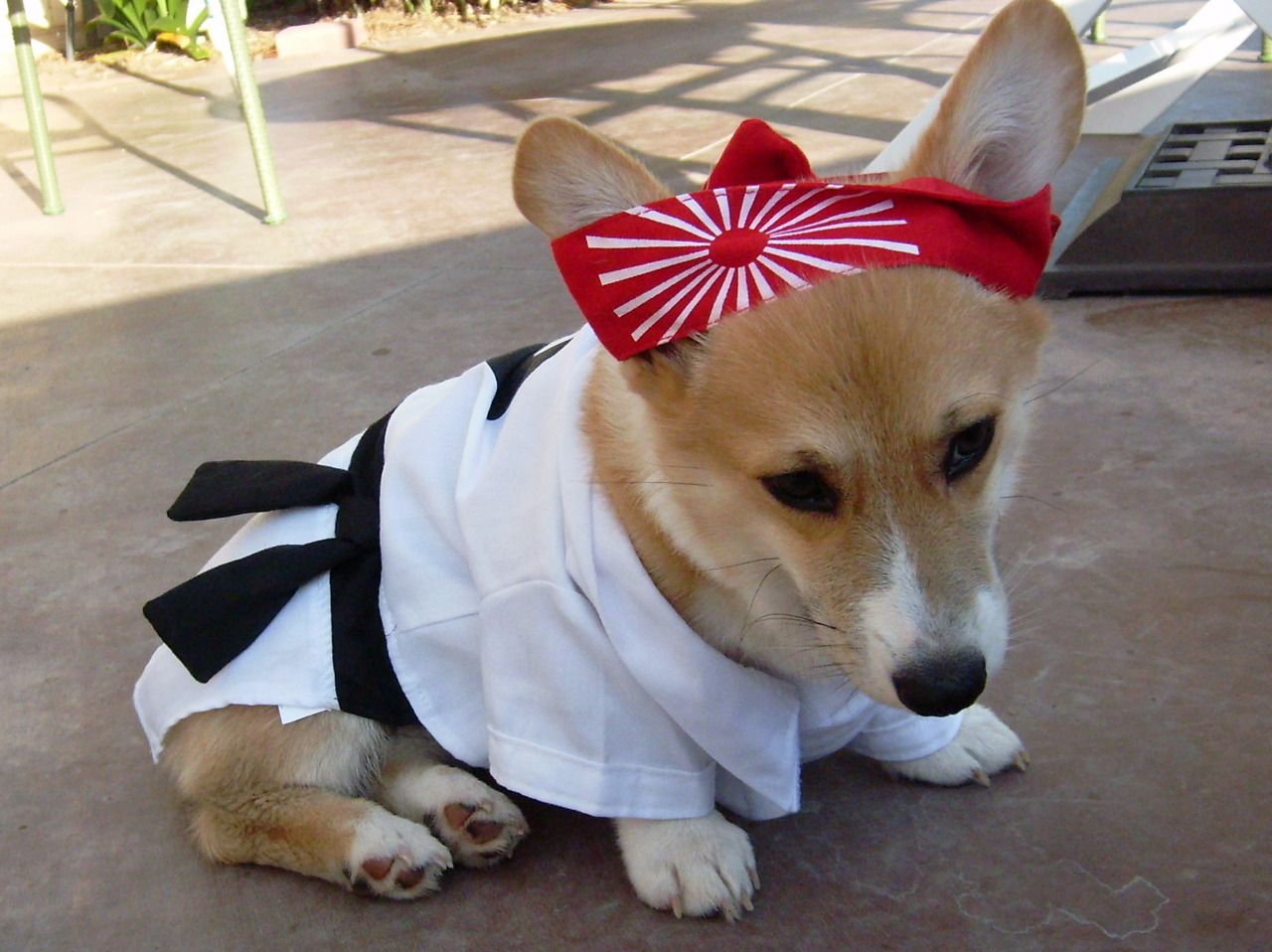 Corgi in its Karate costume while sitting on the floor
