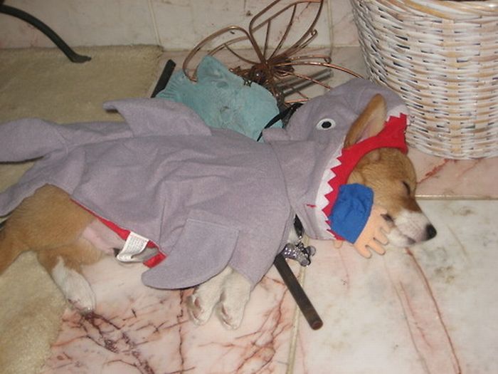 Corgi in shark costume while sleeping on the floor