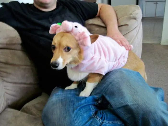 Corgi puppy wearing a pig costume while standing on top of a man's lap
