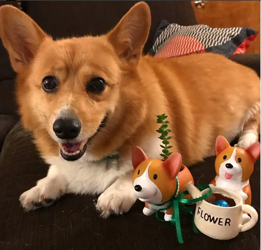 A Corgi lying on top of the couch with corgi planters