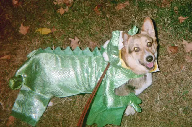 Corgi walking in the grass in its dinosaur costume