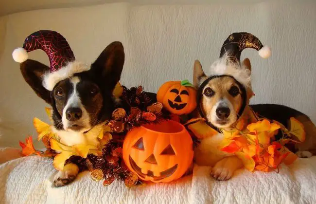 two Corgis wearing witch hats while lying on the bed with pumpkin baskets and artificial autumn leaves