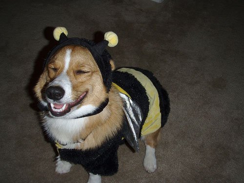 a happy Corgi wearing a bee costume while standing on the floor
