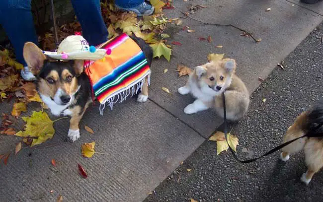 Corgi in mexican outfit while standing on the street with a Corgi puppy sitting behind him