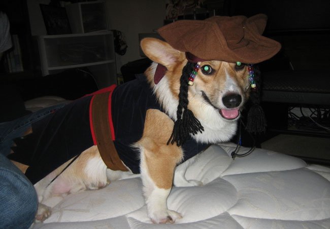 Corgi wearing a Captain Jack Sparrow while standing on the bed