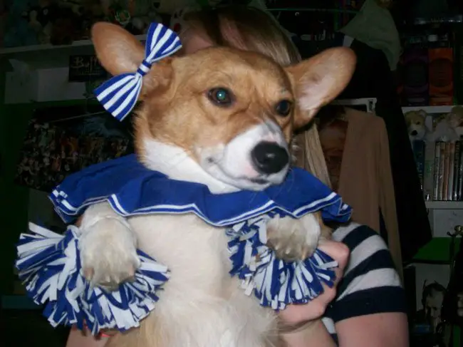 Corgi in its cheerleader costume while sitting in its owner's lap