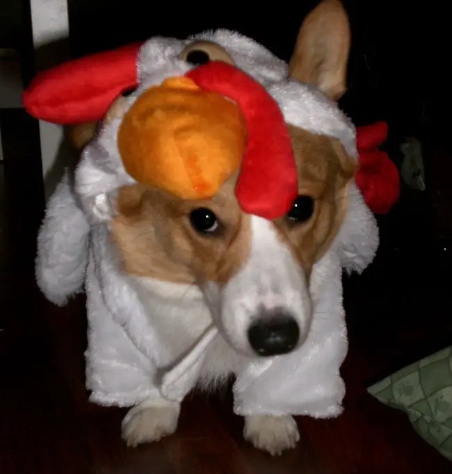Corgi in its chicken costume at night