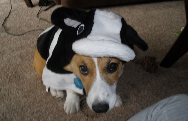 Corgi in its cow costume while sitting on the floor