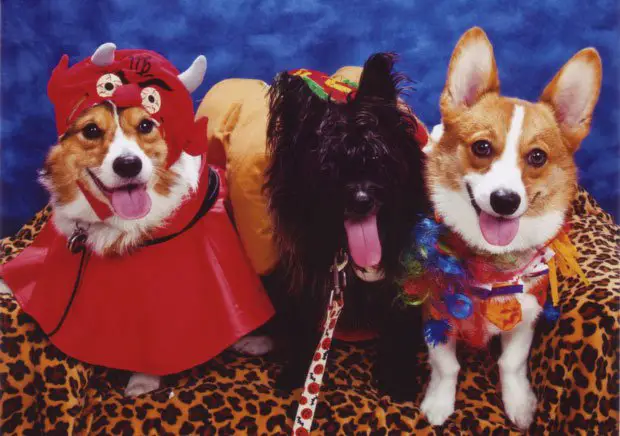 two Corgis in their halloween costume while sitting on the couch with a black dog in between them