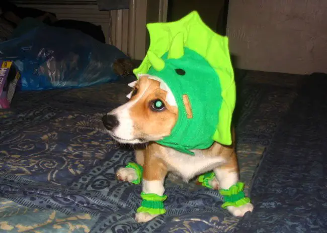 Corgi sitting on the bed in its dinosaur costume