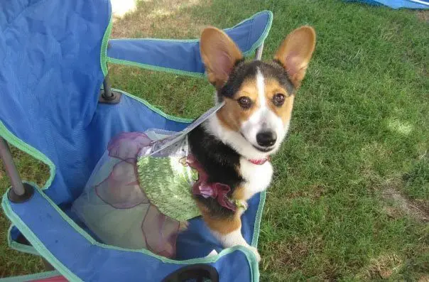 Corgi in fairy costume while sitting on the chair
