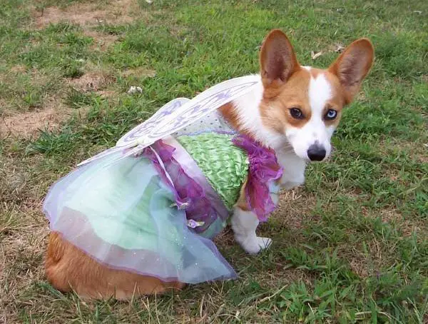 Corgi in fairy costume while sitting on the grass