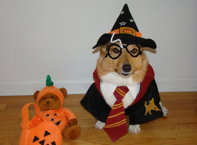 Corgi in Harry Potter costume while sitting on the floor