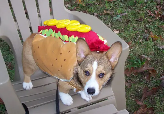 Corgi in its hotdog in bun costume while standing on the chair at the park
