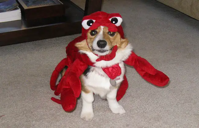 Corgi wearing a Lobster costume while sitting on the floor