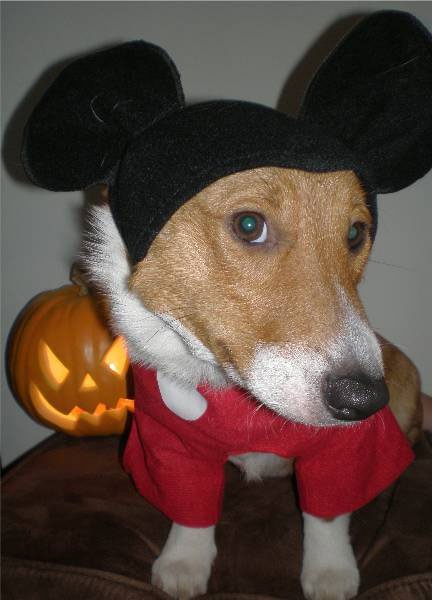 Corgi in Mickey Mouse costume while sitting on the chair