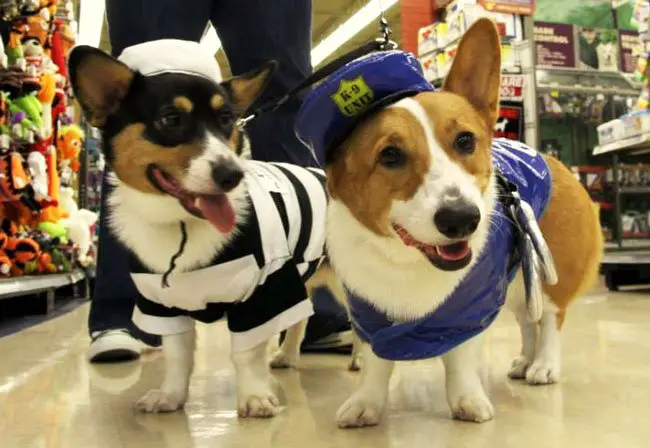 two Corgis in their prisoner and police outfit while standing inside the grocery store