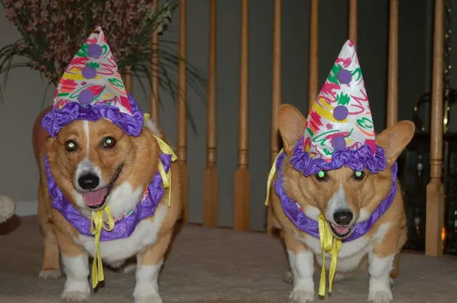 two Corgis wearing party hats while standing on the floor
