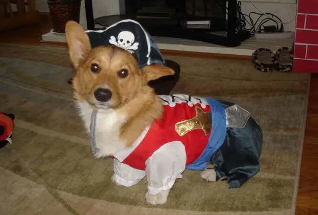 Corgi in its Pirate costume standing on the carpet