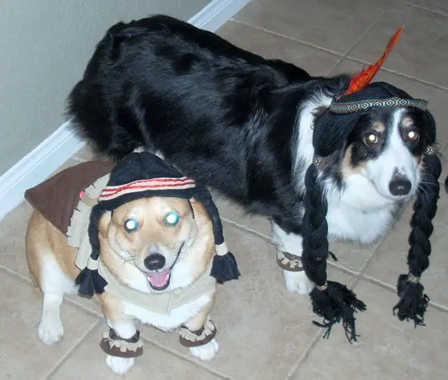 Corgi in her Pocahontas costume while standing on the floor