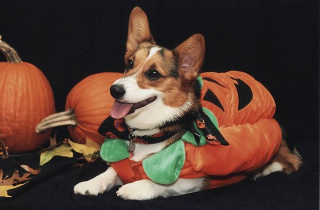 Corgi in Pumpkin costume with real pumpkins behind him while lying down
