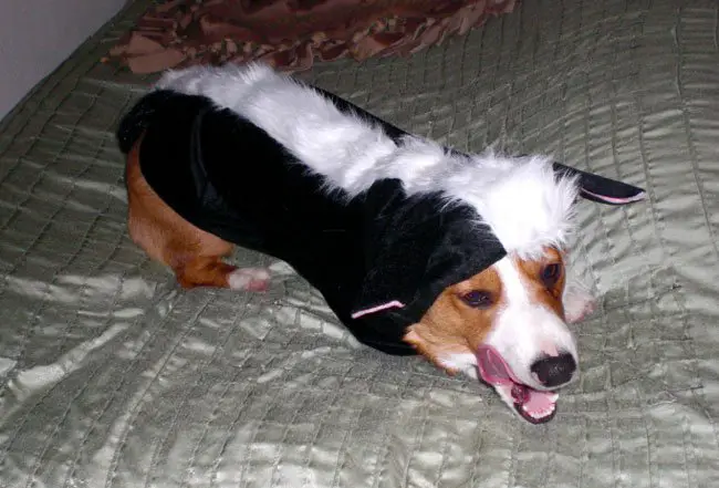 Corgi in skunk costume while sitting on the bed