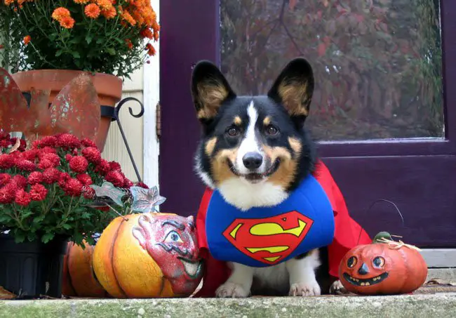 Corgi in superman costume while sitting in the front door pathway