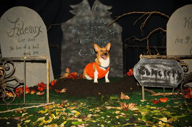 Corgi wearing an orange shirt sitting in the pile of soil in the front yard cemetery with large tombs