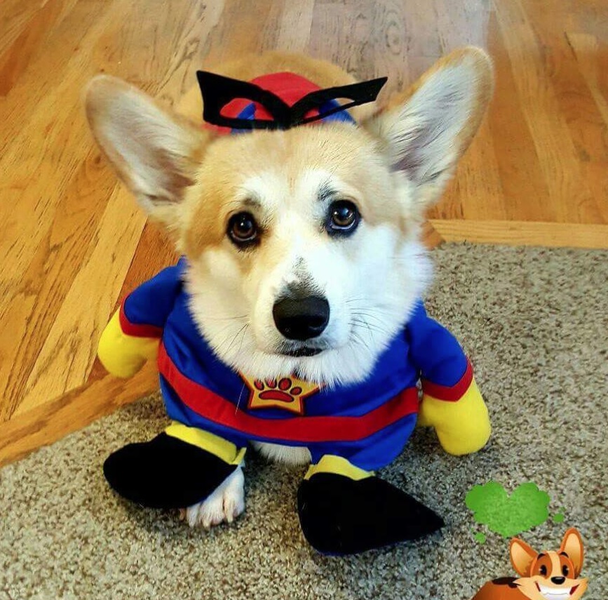 Corgi lying down on the carpet while wearing a superhero costume