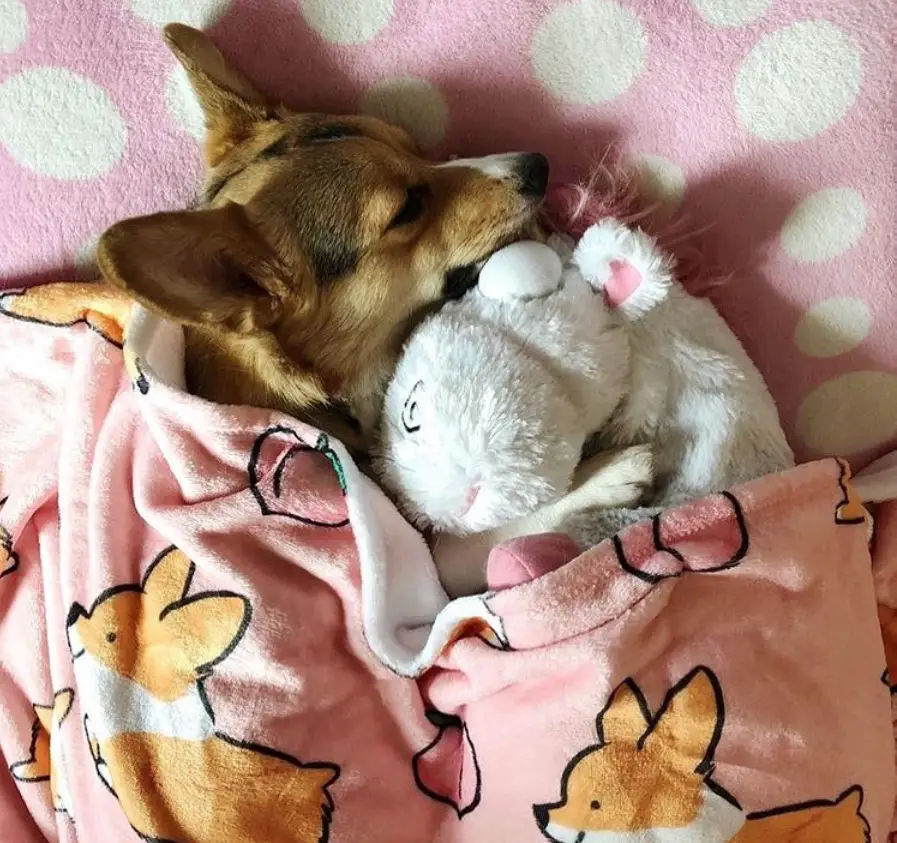 A Corgi sleeping on the bed with its stuffed toy under the pink corgi blanket