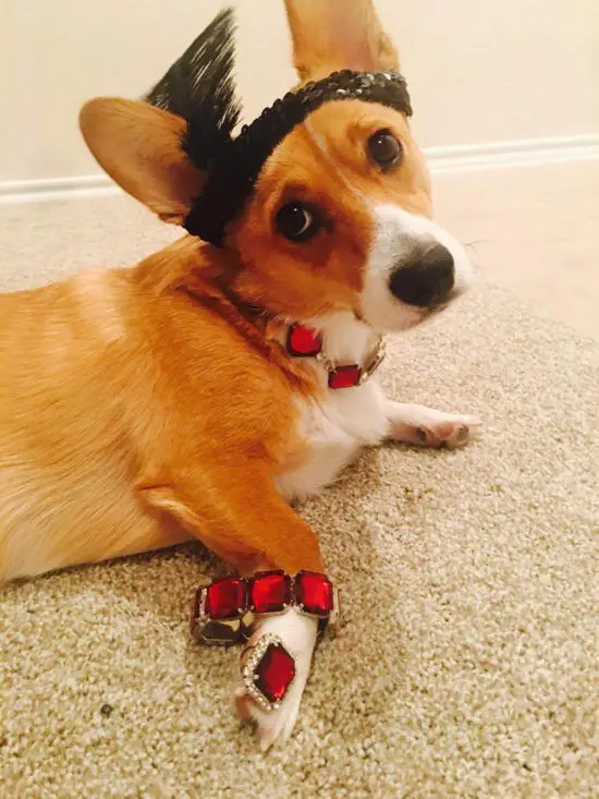 Corgi wearing red gems in its body while lying on the floor with its adorable face