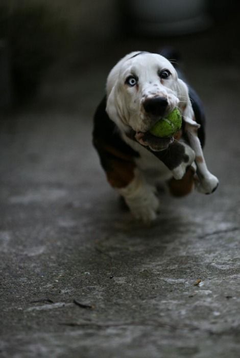 A Basset Hound running on the pavement with a ball in its mouth