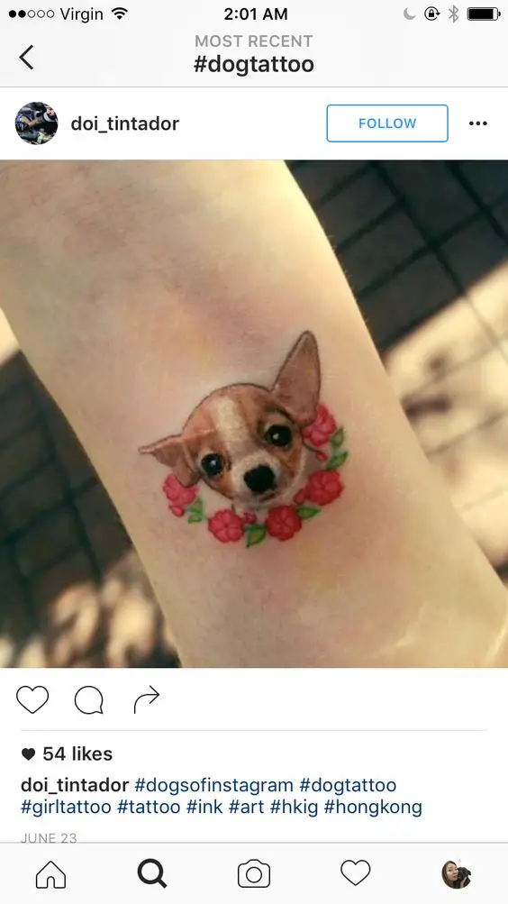 sweet faced Chihuahua with red flowers tattoo on the wrist