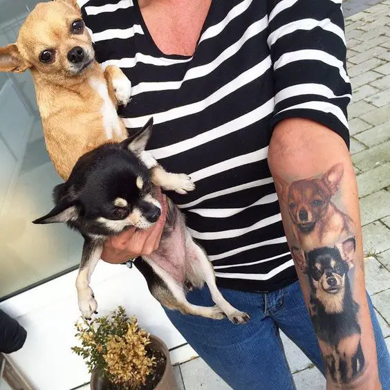 two Chihuahuas tattoo on the forearm of a woman holding her cChihuahuas