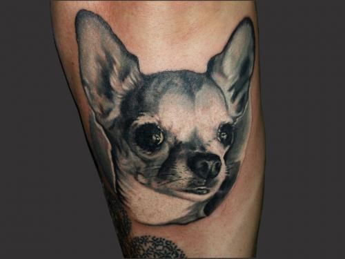 3D Chihuahua tattoo on the forearm