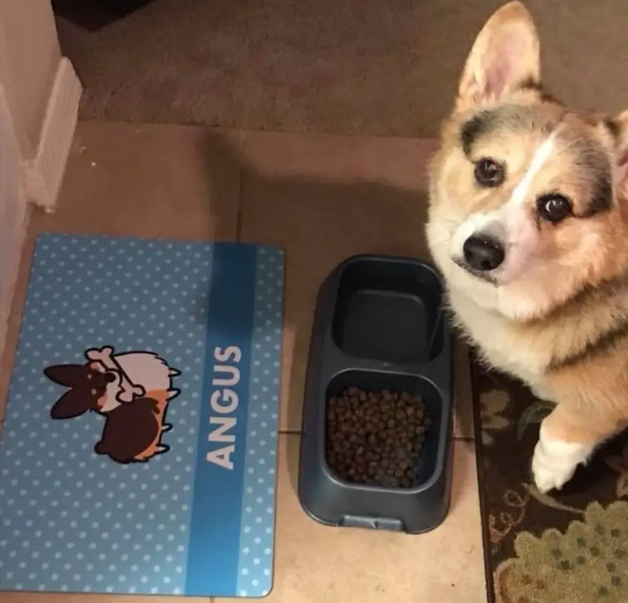 A Corgi standing on the floor in front of its bowl of food and carpet designed with a Corgi animation and name - Angus