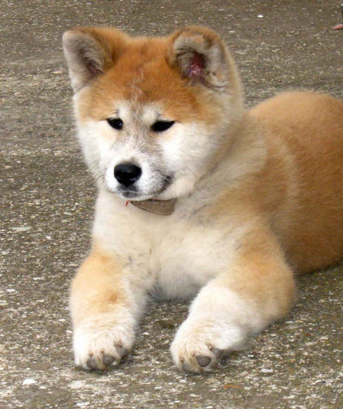 Japanese Akita Inu Puppy lying down on the ground