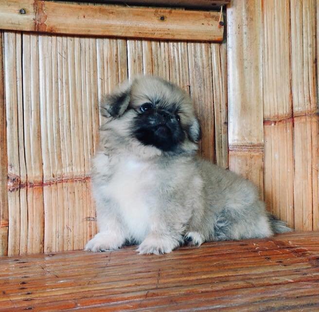 Pekingese sitting