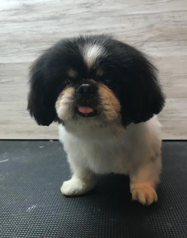 Pekingese sitting on the table with its small tongue sticking out