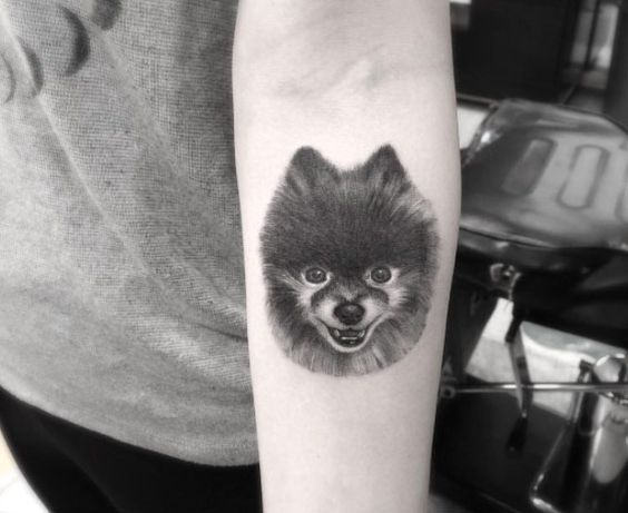 furious face of a black Pomeranian Tattoo on the forearm